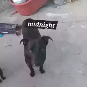 adoptable Dog in Lynwood, CA named Midnight
