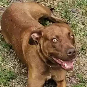 adoptable Dog in Leroy, AL named Brownie