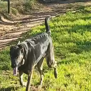 adoptable Dog in Calera, AL named Rayna