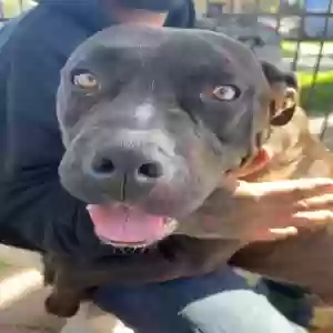 adoptable Dog in Los Angeles, CA named Banjo
