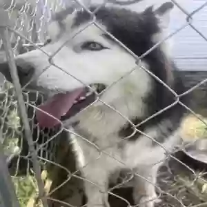 adoptable Dog in Peru, IN named Takaani