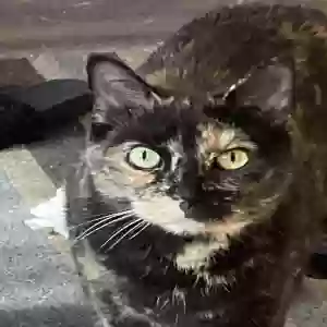 adoptable Cat in Akron, OH named Athena