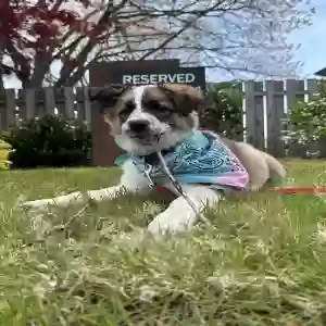 adoptable Dog in Eugene, OR named Pepper