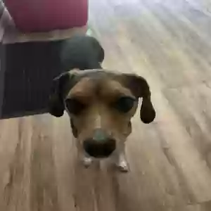 adoptable Dog in Chicago, IL named Beagle