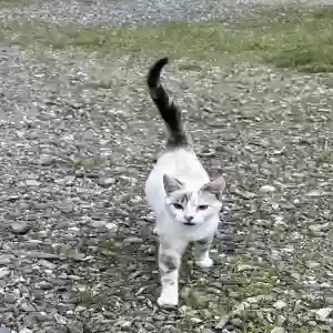 adoptable Cat in Morganton, GA named Kitty