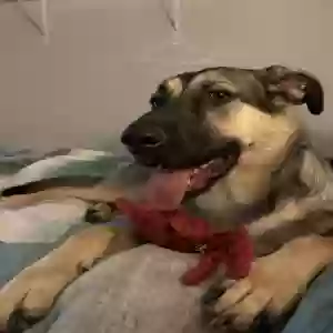adoptable Dog in Griffin, GA named Rex