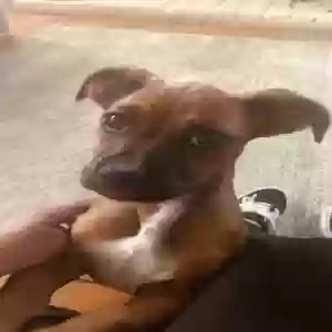 adoptable Dog in Riverside, CA named Marley
