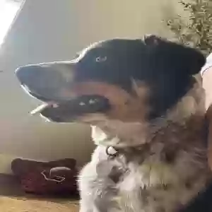 adoptable Dog in Chino Valley, AZ named Jazz