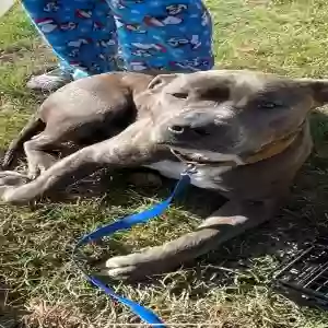 adoptable Dog in Lithonia, GA named Georgie