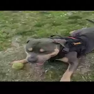 adoptable Dog in Menifee, CA named DEUCE