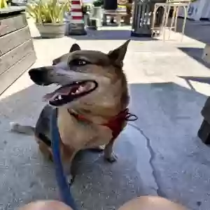 adoptable Dog in Melbourne Beach, FL named Zola