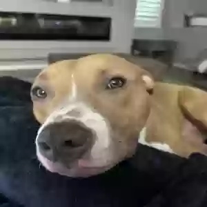 adoptable Dog in Chandler, AZ named Emmy