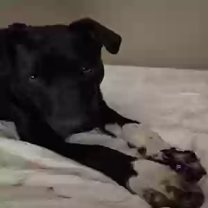 adoptable Dog in Eloy, AZ named Shadow