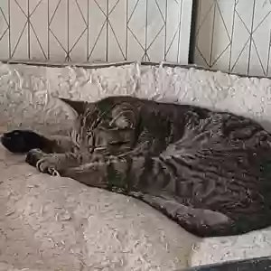 adoptable Cat in Aurora, IL named Yuji