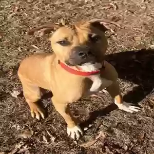 adoptable Dog in Atlanta, GA named Kobe
