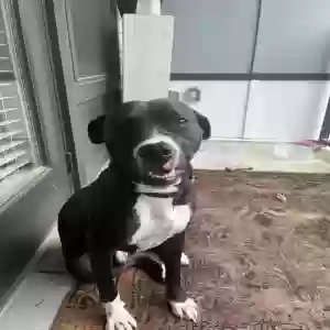 adoptable Dog in Atlanta, GA named Disco