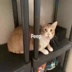 adoptable Cat in Baton Rouge, LA named Peep