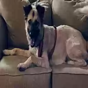 adoptable Dog in Nashville, TN named Loki