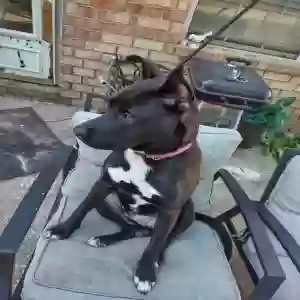 adoptable Dog in Navarre, FL named Rocky