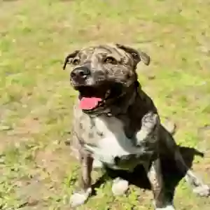 adoptable Dog in Durham, NC named Turner