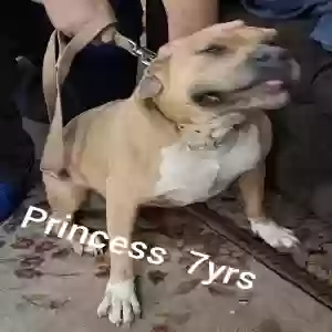 adoptable Dog in Pinson, AL named Princess