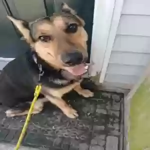 adoptable Dog in Mays Landing, NJ named Bug