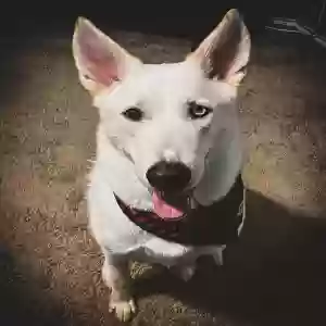 adoptable Dog in Seagoville, TX named Ghost