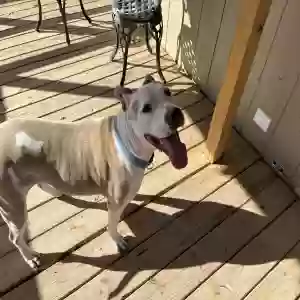 adoptable Dog in Round Rock, TX named Sunshine