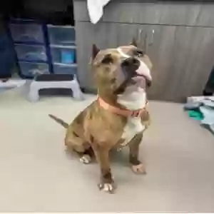 adoptable Dog in Atlanta, GA named Lokelani