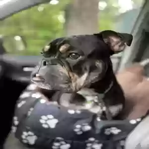 adoptable Dog in Nashua, NH named Hank