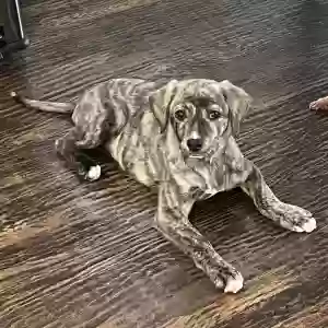 adoptable Dog in Mckinney, TX named Nala