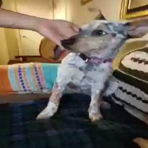 adoptable Dog in Albuquerque, NM named Luna