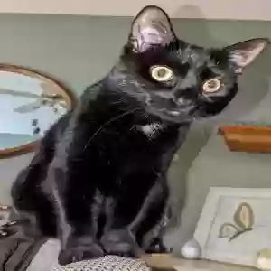 adoptable Cat in Cumming, GA named Unknown