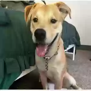 adoptable Dog in Humble, TX named Duke