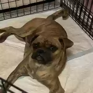 adoptable Dog in Albuquerque, NM named Bruno
