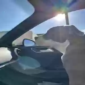 adoptable Dog in Scottsdale, AZ named Bruno