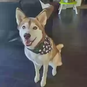adoptable Dog in Modesto, CA named Kiara