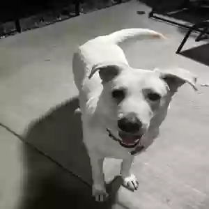 adoptable Dog in Las Vegas, NV named Marley
