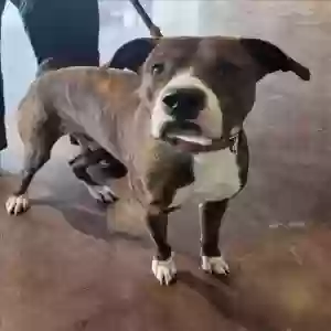 adoptable Dog in Houston, TX named Huncho