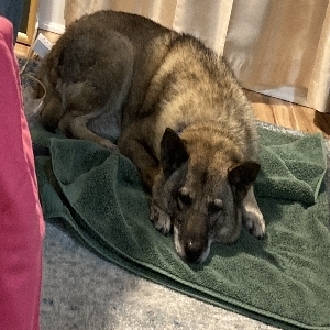 adoptable Dog in Anderson, SC named Millie