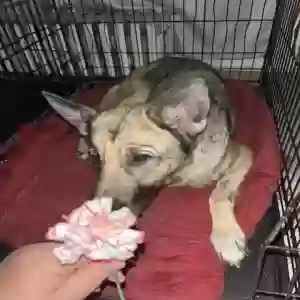 adoptable Dog in Minooka, IL named Princess