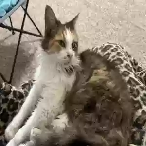 adoptable Cat in Manteca, CA named Suzy