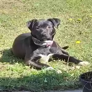 adoptable Dog in Conyers, GA named Luna
