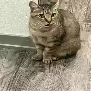 adoptable Cat in Jacksonville, FL named Rubble