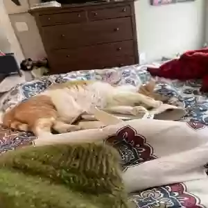adoptable Cat in Cumming, GA named Unknown