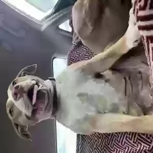 adoptable Dog in Mesa, AZ named Coco