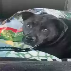 adoptable Dog in Homer, LA named Molly