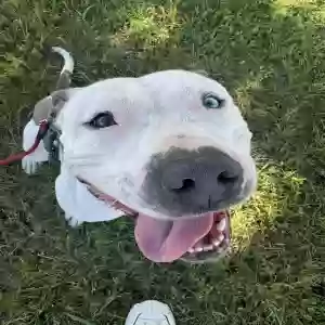 adoptable Dog in Fort Worth, TX named Puddle