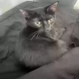 adoptable Cat in Naples, FL named Kitty