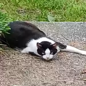 adoptable Cat in Verona, PA named Spot